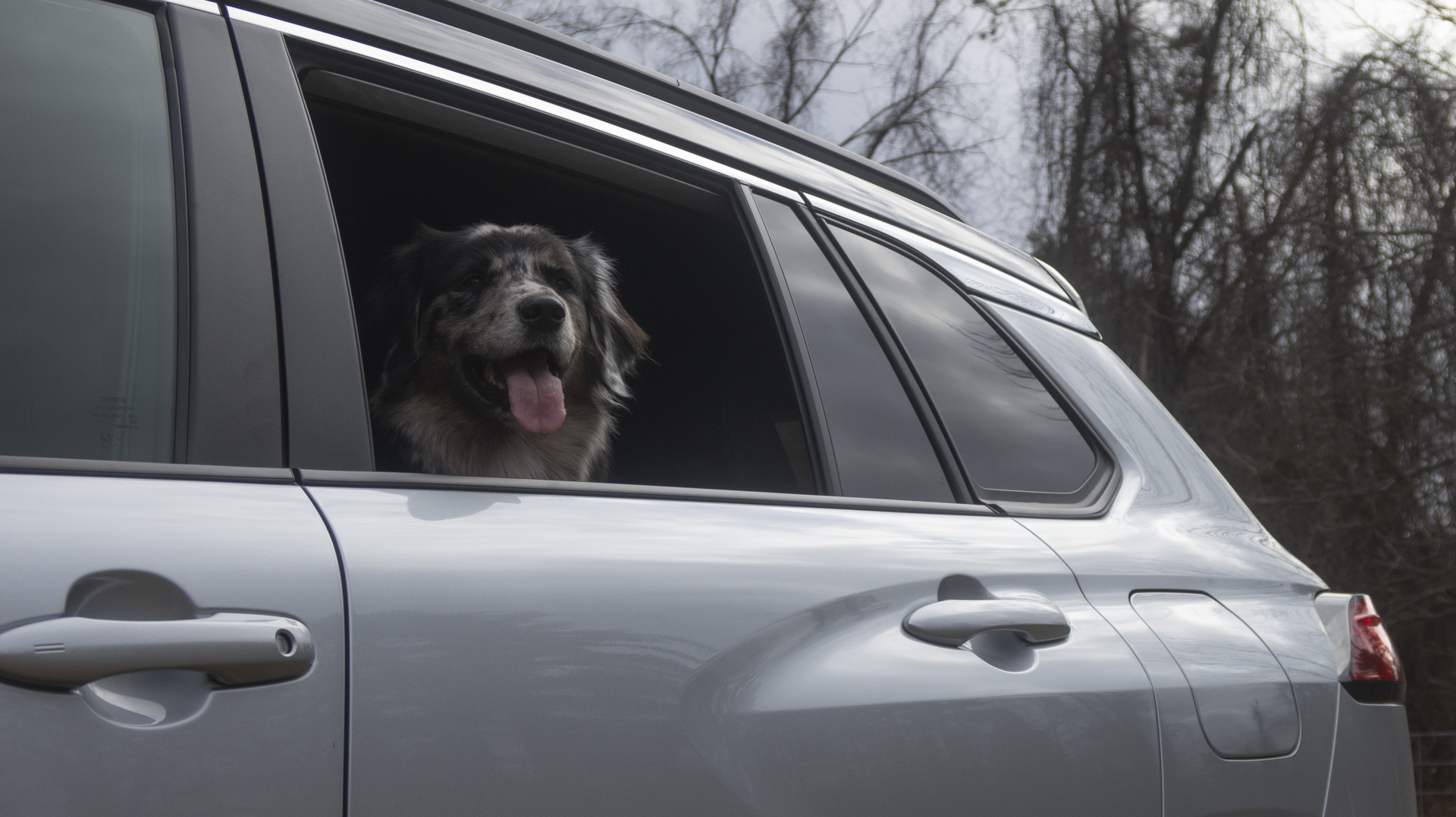 Corolla cruzar com um cachorro na janela.