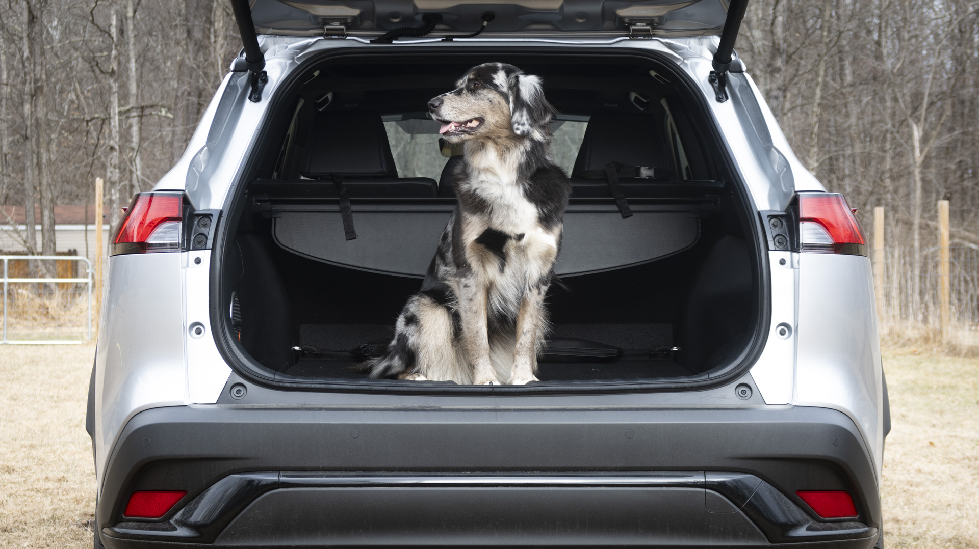 Corolla Cross com um cachorro no compartimento de carga.