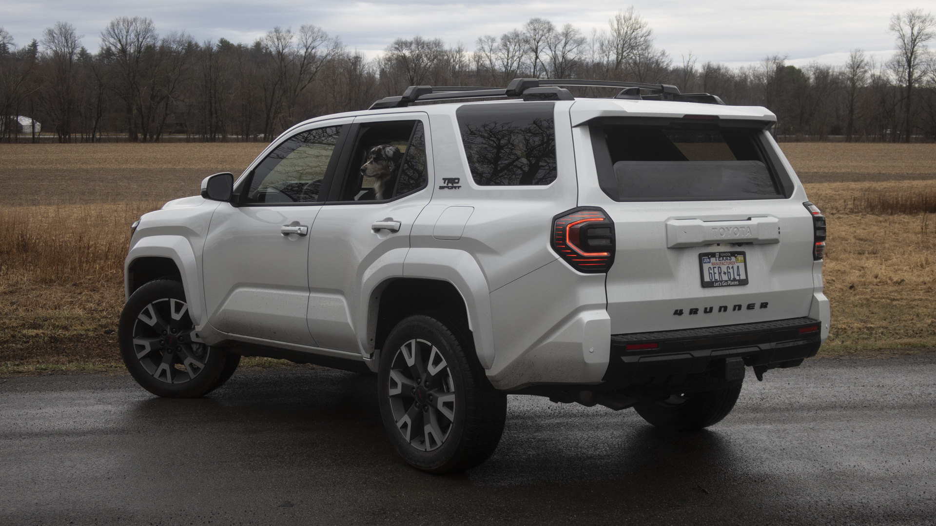 2025 Toyota 4Runner TRD Sport, Branco, Vista traseira com um cachorro batendo pela janela.